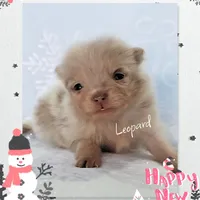 Leopard ~ AKC, a male Pomeranian for sale in Eatonville, WA – Photo 4 of 7