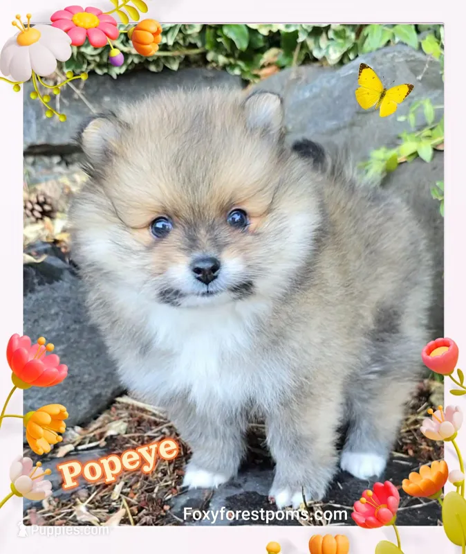 Popeye ~ AKC – Pomeranian puppy for sale in Eatonville, WA