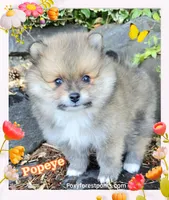 Popeye ~ AKC, a male Pomeranian for sale in Eatonville, WA – 4 of 7