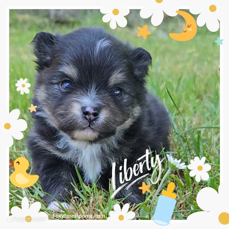 Liberty ~ AKC – Pomeranian puppy for sale in Eatonville, WA