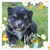 Liberty ~ AKC, a female Pomeranian for sale in Eatonville, WA – 1 of 1