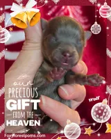 Wolf ~ AKC, a male Pomeranian for sale in Eatonville, WA – Photo 7 of 7