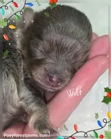 Wolf ~ AKC, a male Pomeranian for sale in Eatonville, WA – Photo 6 of 7