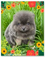 Wolf ~ AKC, a male Pomeranian for sale in Eatonville, WA – Photo 1 of 7