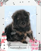 Wolf ~ AKC, a male Pomeranian for sale in Eatonville, WA – Photo 4 of 7