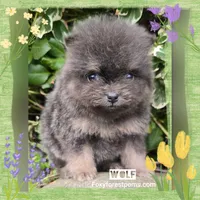 Wolf ~ AKC, a male Pomeranian for sale in Eatonville, WA – Photo 2 of 7