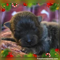 Wolf ~ AKC, a male Pomeranian for sale in Eatonville, WA – Photo 5 of 7