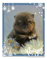 Wolf ~ AKC, a male Pomeranian for sale in Eatonville, WA – Photo 3 of 7