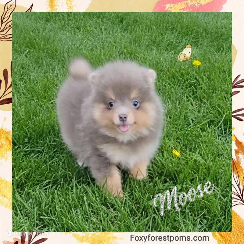Moose ~ AKC – Pomeranian puppy for sale in Eatonville, WA