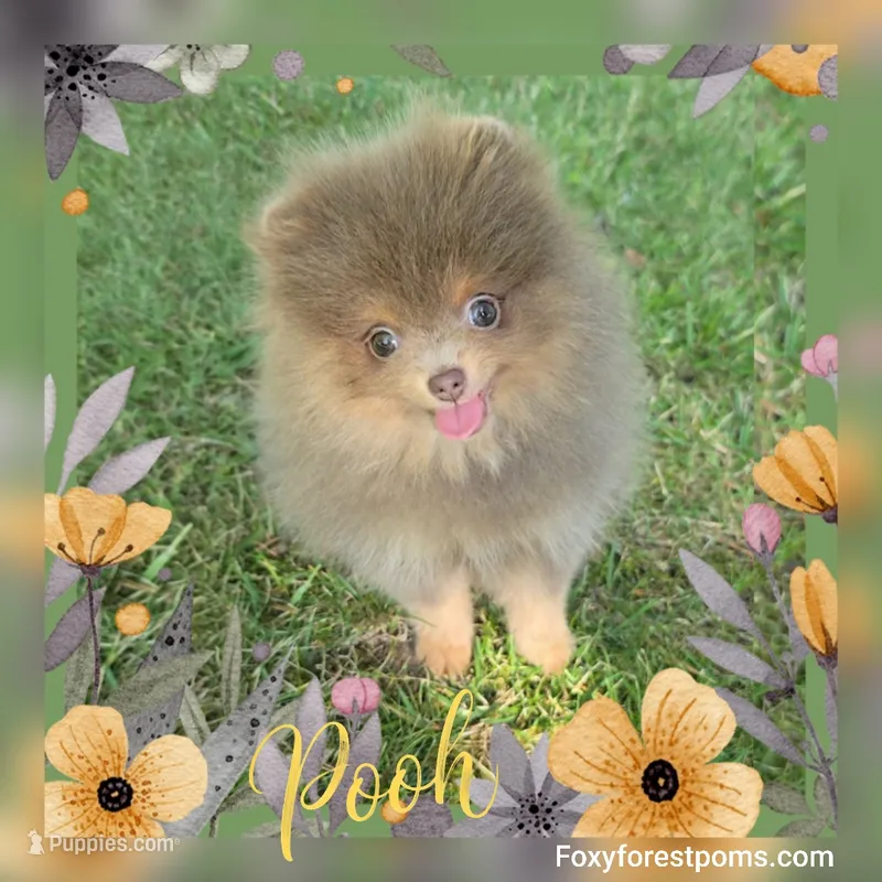 Pooh ~ AKC – Pomeranian puppy for sale in Eatonville, WA