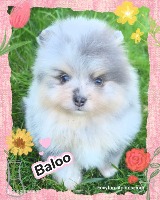 Baloo ~ AKC – Pomeranian puppy for sale in Eatonville, WA