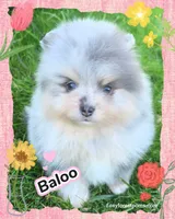 Baloo ~ AKC, a male Pomeranian for sale in Eatonville, WA – 3 of 6