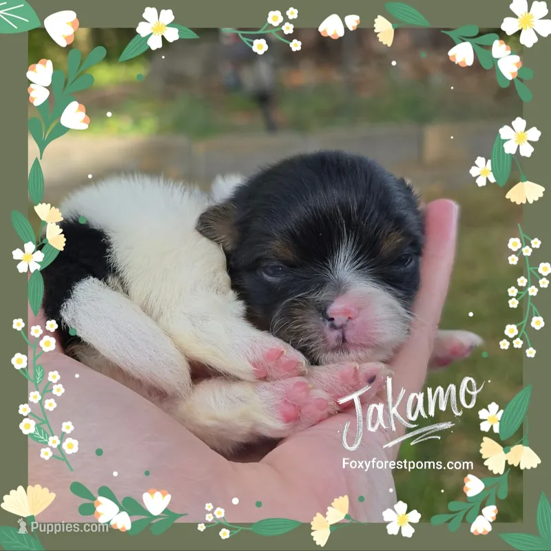 Jakarta ~ AKC – Pomeranian puppy for sale in Eatonville, WA