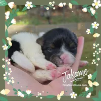 Jakamo ~ AKC, a male Pomeranian for sale in Eatonville, WA – 1 of 1
