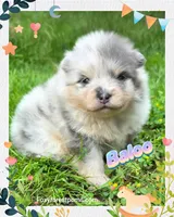 Baloo ~ AKC, a male Pomeranian for sale in Eatonville, WA – 1 of 2