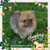 Humphrey ~ AKC, a male Pomeranian for sale in Eatonville, WA – 3 of 3