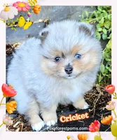 Cricket ~ AKC, a female Pomeranian for sale in Eatonville, WA – 2 of 5
