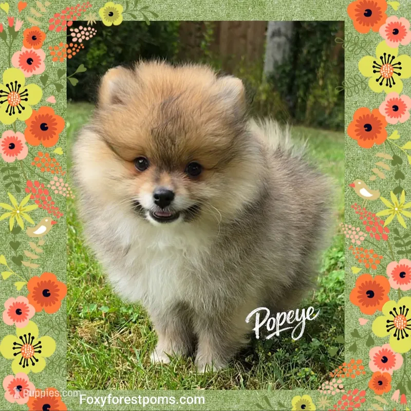 Popeye ~ AKC – Pomeranian puppy for sale in Eatonville, WA