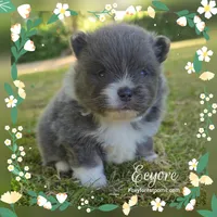 Eeyore ~ AKC, a male Pomeranian for sale in Eatonville, WA – 4 of 5