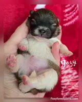 Yazzi ~AKC, a female Pomeranian for sale in Eatonville, WA – Photo 6 of 6