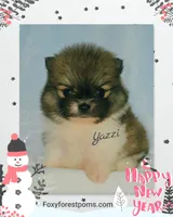 Yazzi ~AKC, a female Pomeranian for sale in Eatonville, WA – Photo 3 of 6