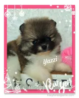 Yazzi ~AKC, a female Pomeranian for sale in Eatonville, WA – Photo 2 of 6