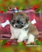 Yazzi ~AKC, a female Pomeranian for sale in Eatonville, WA – Photo 4 of 6