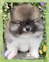 Yazzi ~AKC, a female Pomeranian for sale in Eatonville, WA – Photo 1 of 6