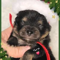 Yaro - AKC, a male Pomeranian for sale in Eatonville, WA – Photo 6 of 7