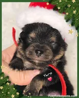 Yaro - AKC, a male Pomeranian for sale in Eatonville, WA – Photo 6 of 7