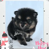 Yaro - AKC, a male Pomeranian for sale in Eatonville, WA – Photo 4 of 7