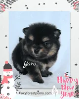 Yaro - AKC, a male Pomeranian for sale in Eatonville, WA – Photo 4 of 7