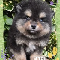 Yaro - AKC, a male Pomeranian for sale in Eatonville, WA – Photo 2 of 7