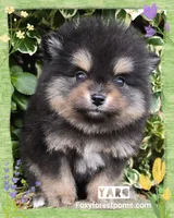 Yaro - AKC, a male Pomeranian for sale in Eatonville, WA – Photo 2 of 7