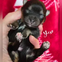 Yaro - AKC, a male Pomeranian for sale in Eatonville, WA – Photo 7 of 7