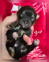 Yaro - AKC, a male Pomeranian for sale in Eatonville, WA – Photo 7 of 7