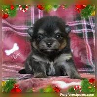 Yaro - AKC, a male Pomeranian for sale in Eatonville, WA – Photo 5 of 7
