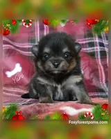 Yaro - AKC, a male Pomeranian for sale in Eatonville, WA – Photo 5 of 7