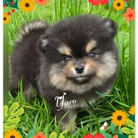 Yaro - AKC, a male Pomeranian for sale in Eatonville, WA – Photo 1 of 7