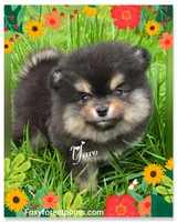 Yaro - AKC, a male Pomeranian for sale in Eatonville, WA – Photo 1 of 7