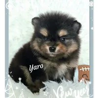 Yaro - AKC, a male Pomeranian for sale in Eatonville, WA – Photo 3 of 7