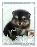 Yaro - AKC, a male Pomeranian for sale in Eatonville, WA – Photo 3 of 7