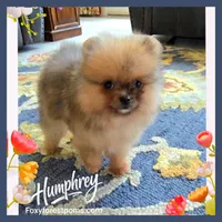 Humphrey ~ AKC, a male Pomeranian for sale in Eatonville, WA – 2 of 3