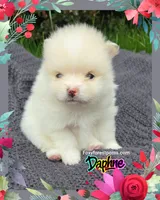 Daphne ~ AKC, a female Pomeranian for sale in Eatonville, WA – 4 of 5
