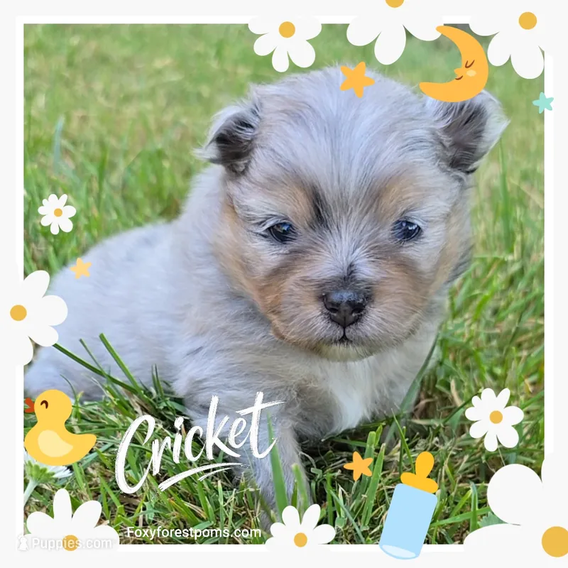 Cricket ~ AKC – Pomeranian puppy for sale in Eatonville, WA