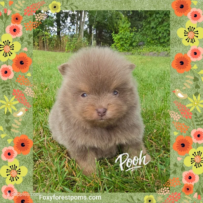 Pooh ~ AKC – Pomeranian puppy for sale in Eatonville, WA