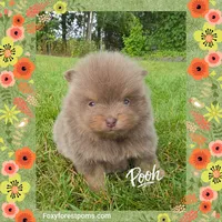 Pooh ~ AKC, a male Pomeranian for sale in Eatonville, WA – 5 of 6