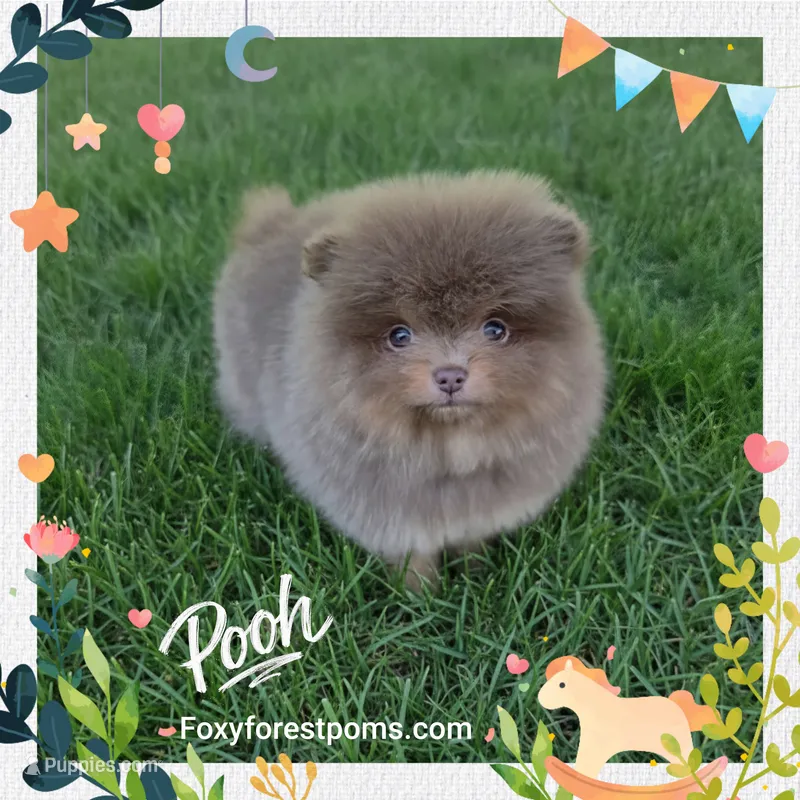 Pooh ~ AKC – Pomeranian puppy for sale in Eatonville, WA