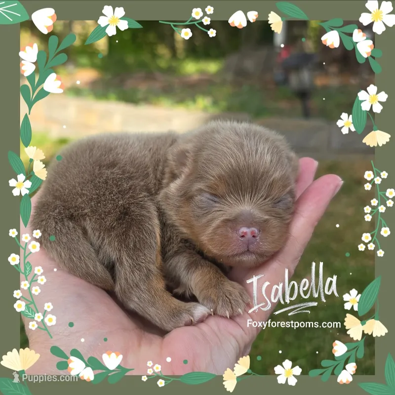 Isabella ~ AKC – Pomeranian puppy for sale in Eatonville, WA