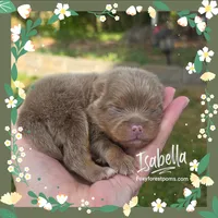 Isabella ~ AKC, a female Pomeranian for sale in Eatonville, WA – 1 of 1